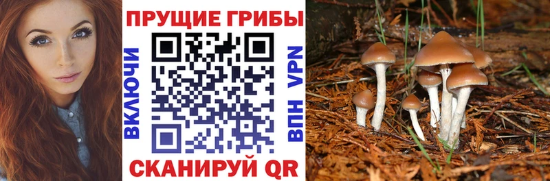 купить наркоту Салаир маркетплейс какой сайт Псилоцибиновые грибы Magic Shrooms